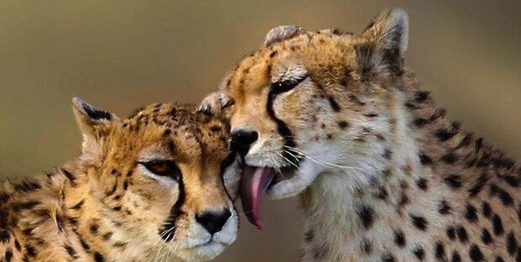 از توله یوز سوم تازه متولد شده چه خبر؟