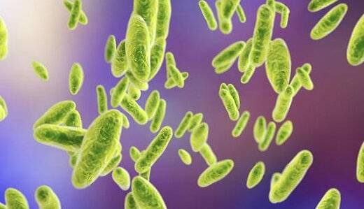 چقدر بیماری بروسلوز یا تب مالت را می‌شناسید؟