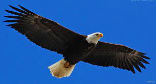 پرواز سلطان آسمان در اوج