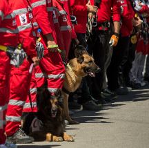 ورود ۱۰ سگ آموزش دیده جدید به هلال احمر