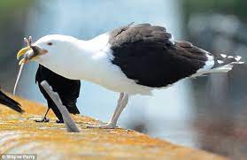 مرغ دریایی موش شکار کرد و در یک لقمه خوردش!