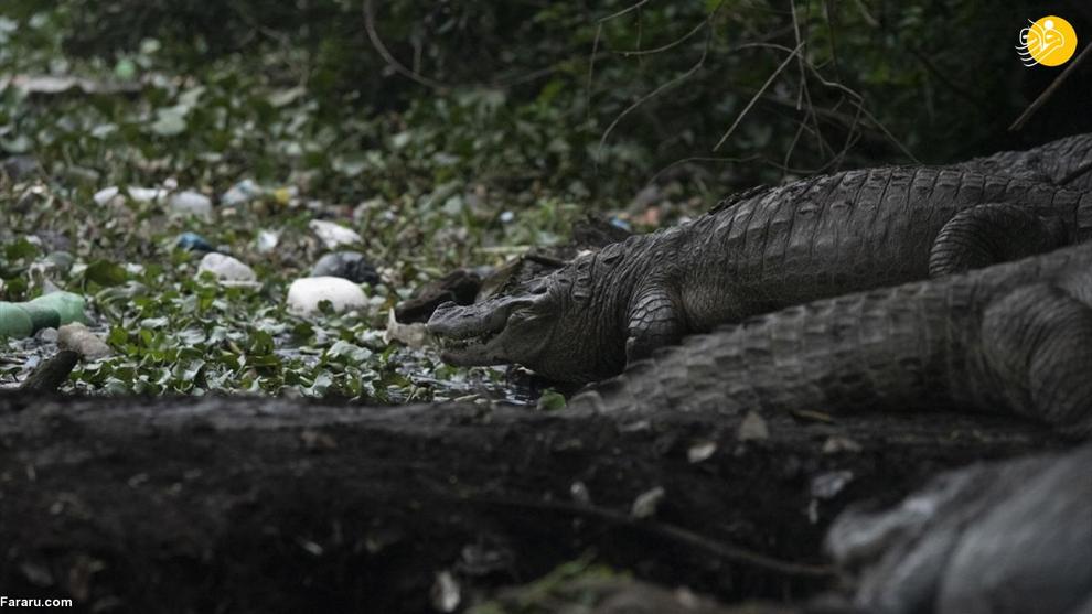 عکس/ تمساح‌ ها در فاضلاب های برزیل!