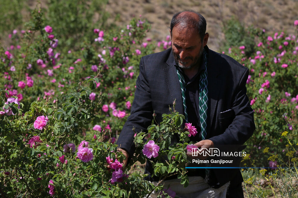 برداشت گل‌محمدی در روستای آذران کاشان