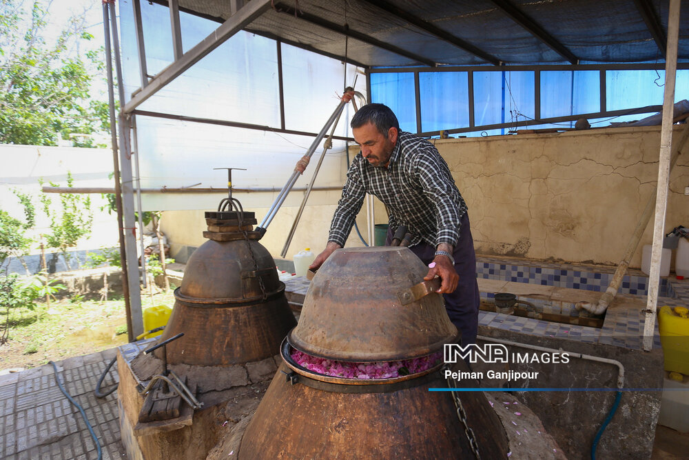 برداشت گل‌محمدی در روستای آذران کاشان