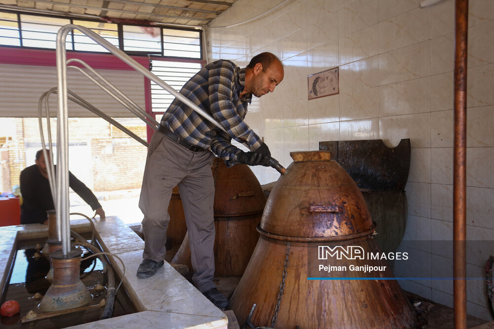 برداشت گل‌محمدی در روستای آذران کاشان