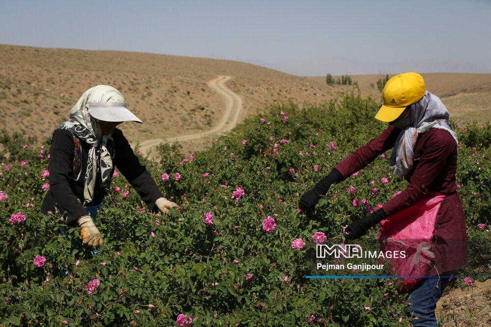 برداشت گل‌محمدی در روستای آذران کاشان
