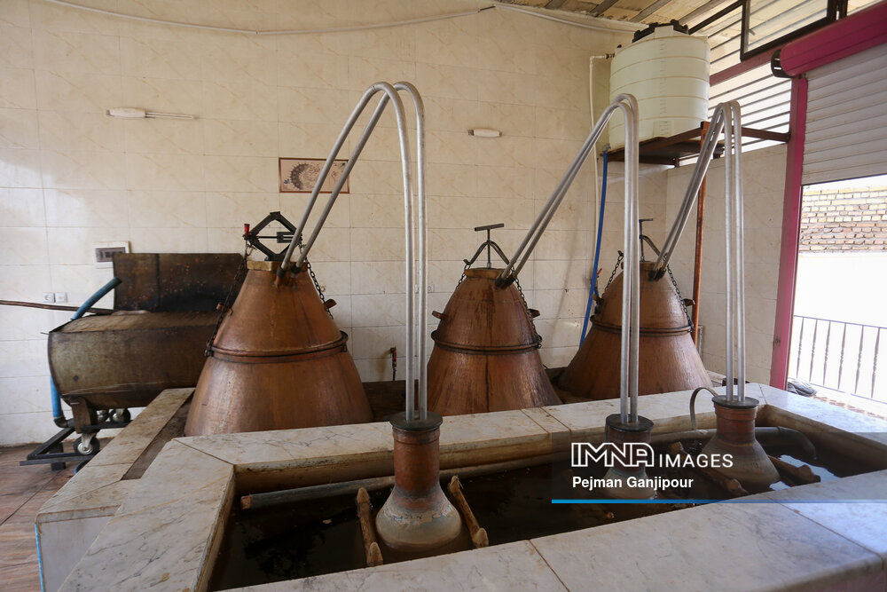 برداشت گل‌محمدی در روستای آذران کاشان
