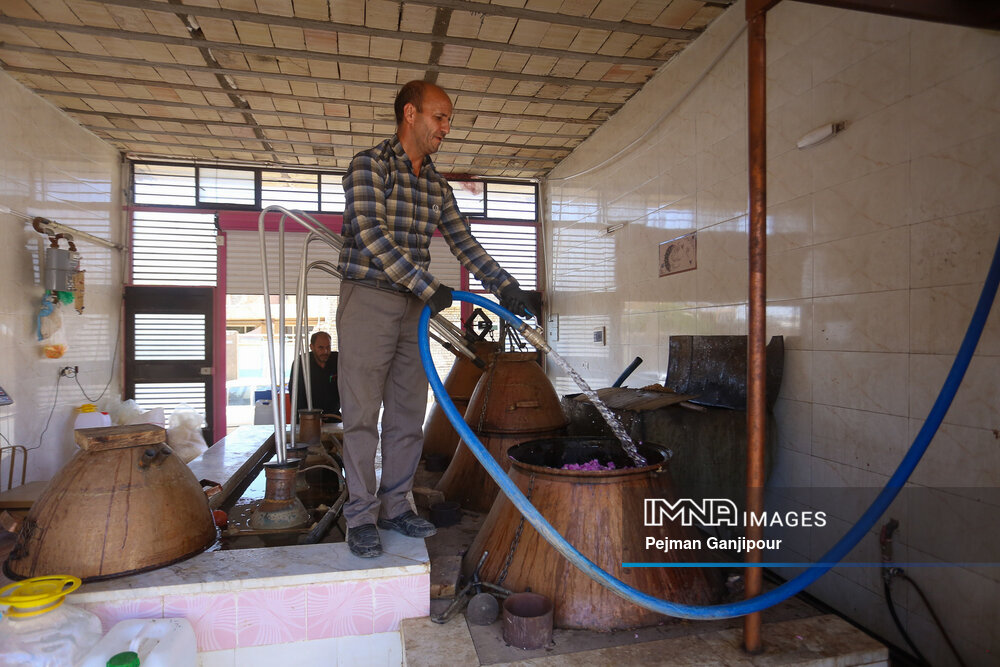 برداشت گل‌محمدی در روستای آذران کاشان
