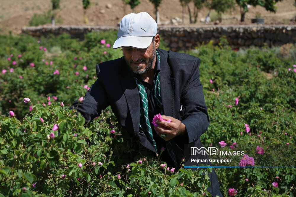 برداشت گل‌محمدی در روستای آذران کاشان