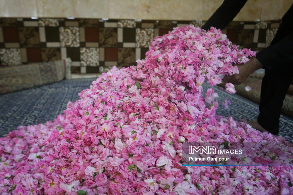 برداشت گل‌محمدی در روستای آذران کاشان