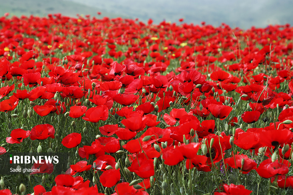 ارسباران، سرزمین شقایق‌های وحشی