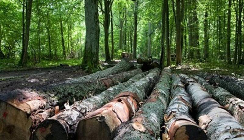 تعداد پرونده‌های قاچاق چوب در گیلان ۸۶ درصد افزایش یافت