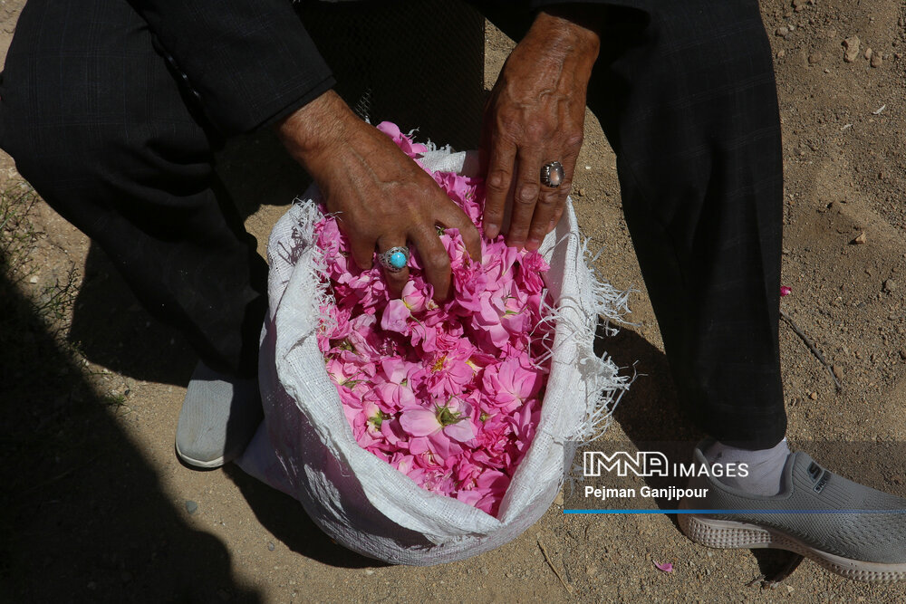 برداشت گل‌محمدی در روستای آذران کاشان