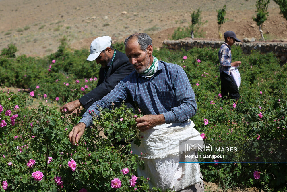 برداشت گل‌محمدی در روستای آذران کاشان