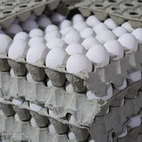 آغاز صادرات تخم‌مرغ؛ صادرکنندگان منتظر حذف تعرفه صادراتی