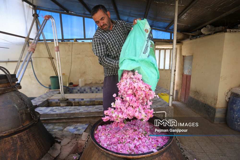 برداشت گل‌محمدی در روستای آذران کاشان