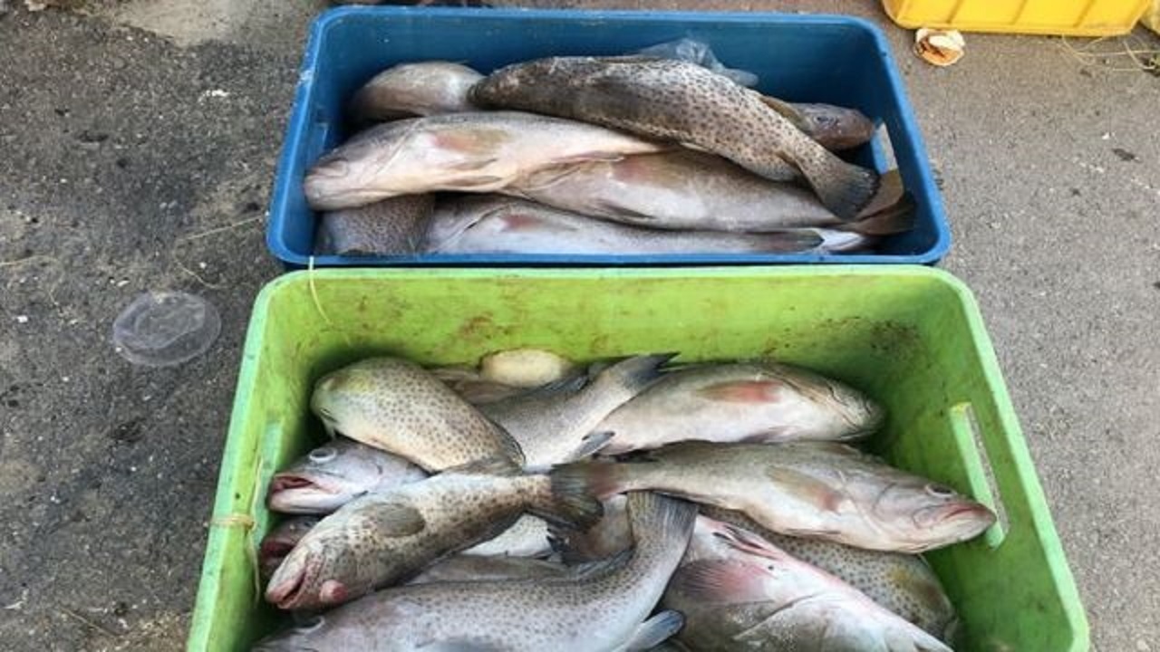 کشف بیش از ۲ تن ماهی فاقد مجوز در کامیاران