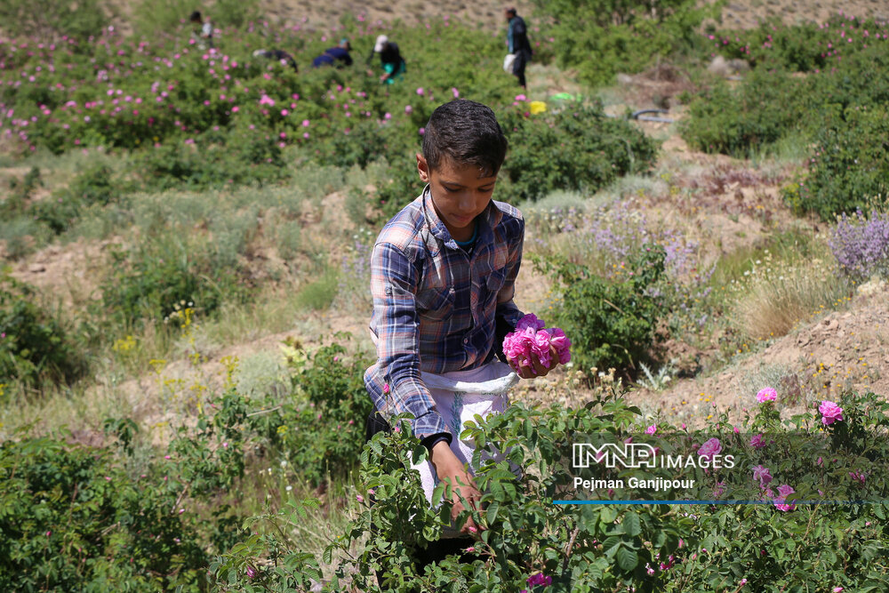 برداشت گل‌محمدی در روستای آذران کاشان