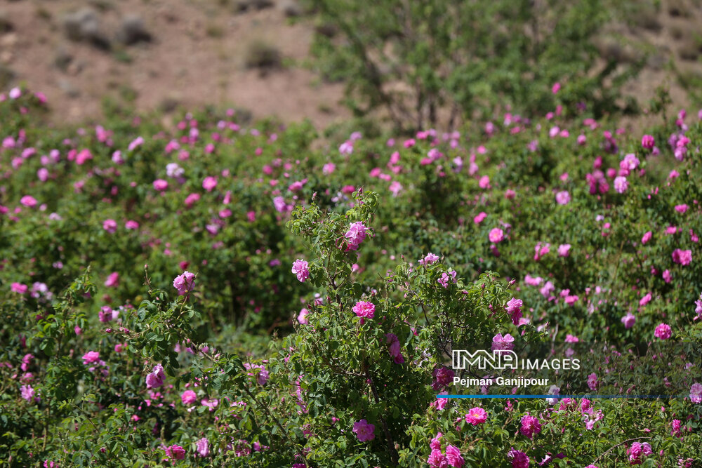 برداشت گل‌محمدی در روستای آذران کاشان