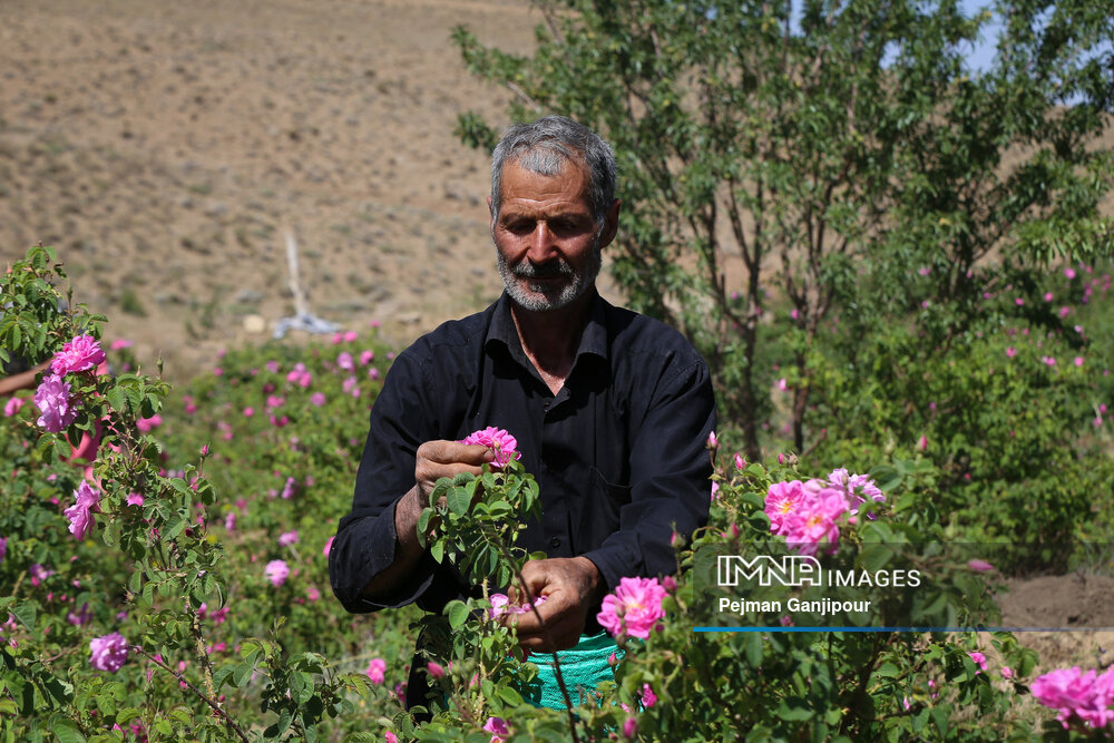 برداشت گل‌محمدی در روستای آذران کاشان
