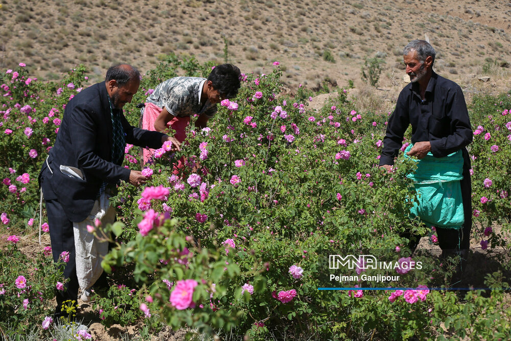 برداشت گل‌محمدی در روستای آذران کاشان