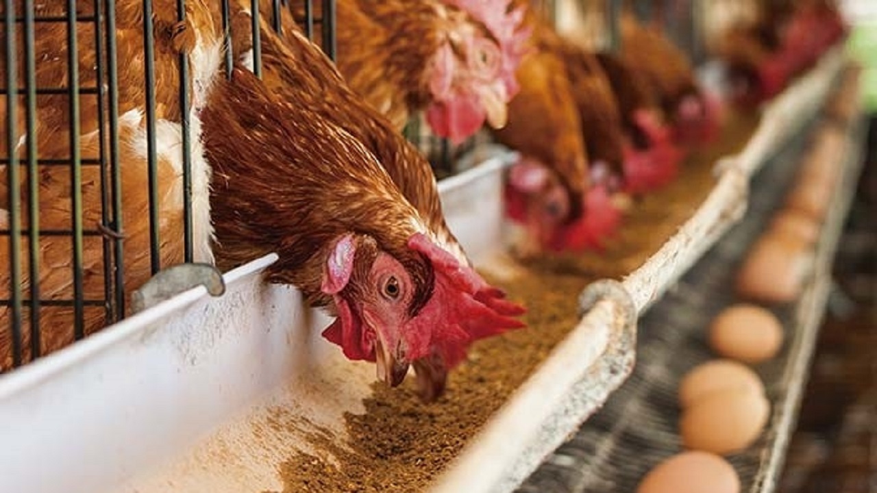 بزرگترین مزرعه تخم مرغ جهان کجاست؟