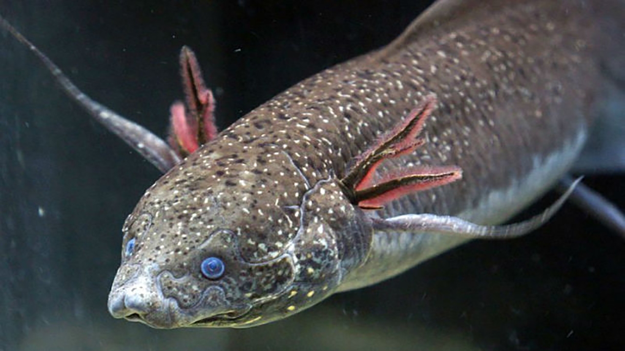 ماهی شش داری که می‌تواند در خشکی زنده بماند!