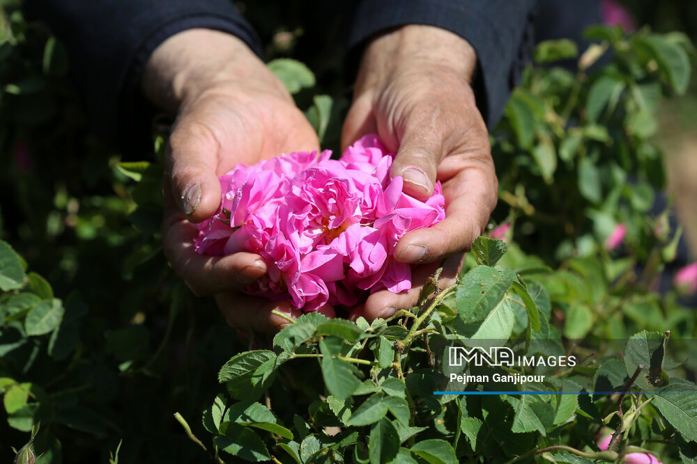 برداشت گل‌محمدی در روستای آذران کاشان