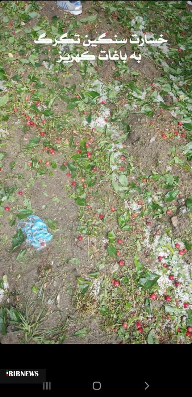 خسارت تگرگ به باغات گیلاس بخش انزل شهرستان ارومیه