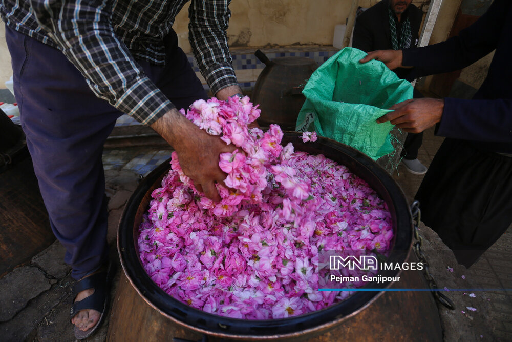برداشت گل‌محمدی در روستای آذران کاشان