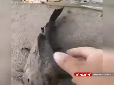 ماهی آفریقایی که با تماس آب بیدار می‌شود!