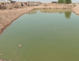 ساخت ۱۰۱ استخر برای آب تنی گاومیش‌ها در خوزستان