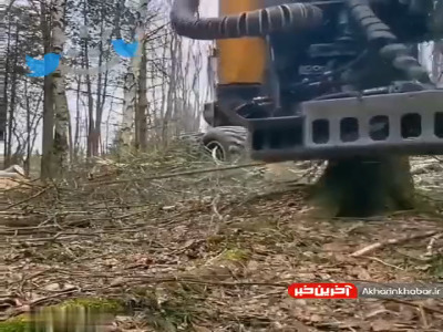 درختان اینطوری نابود میشن!