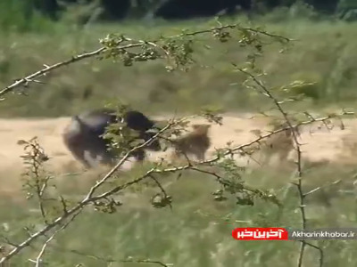 تصویری از پرتاب شدن شیر ماده توسط بوفالو