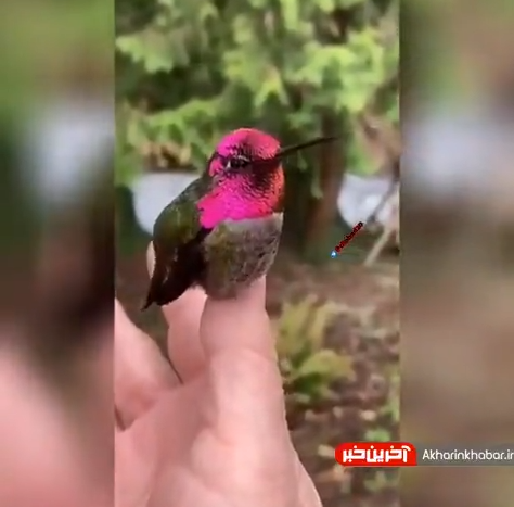 وقتی خدا دست به نقاشی میشه