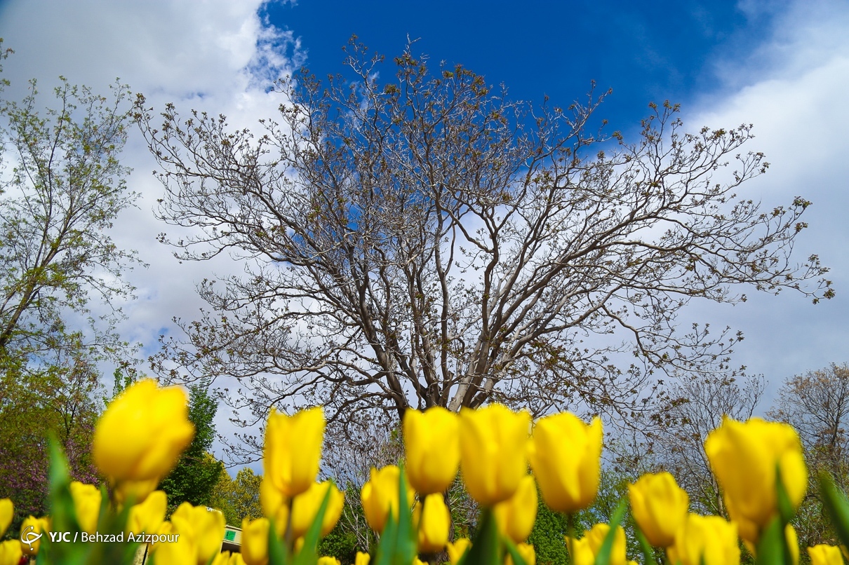 روز ملی گل و گیاه