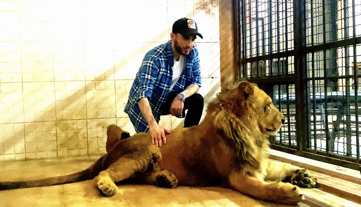 آخرین وضعیت جسمی شیر نر ۳ساله در باغ وحش ارم