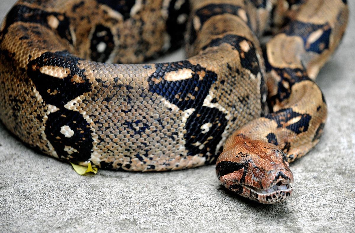 مترو سواری با مار بوآ!!!