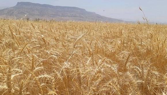 فائو: امسال تولید گندم در ایران ۴ میلیون تُن افزایش می‌یابد