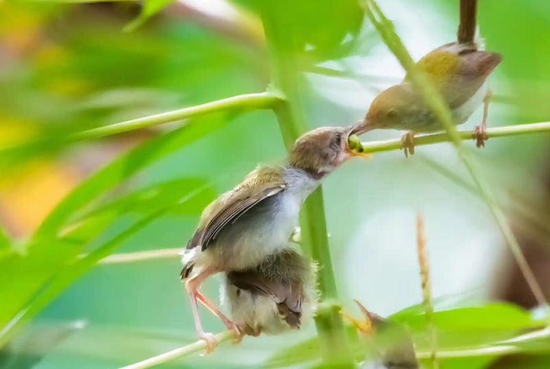 تصویری زیبا از غذا دادن پرنده به جوجه های خود