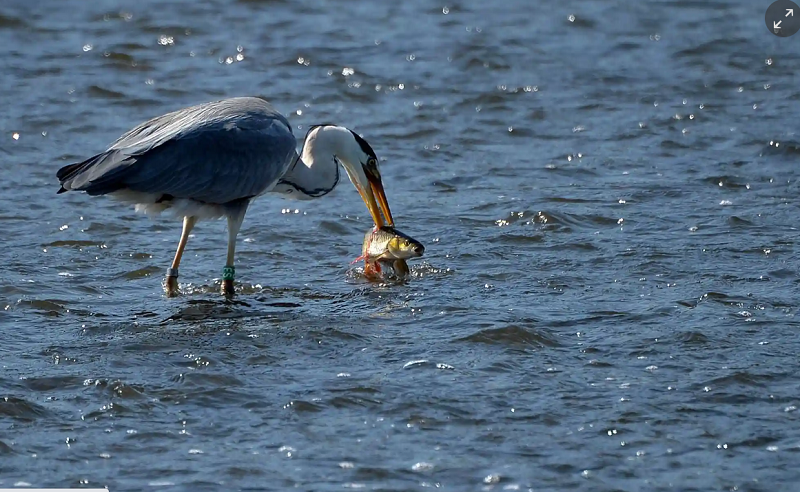 تصویری زیبا از لحظه شکار ماهی توسط پرنده حواصیل
