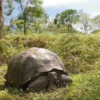 لاک‌پشت غول‌پیکر منقرض‌شده پیدا شد