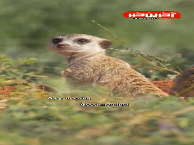 شکار لحظه ها در صحرای کالاهاری