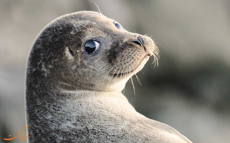 شاد بودن رو از این بزرگوار یاد بگیریم