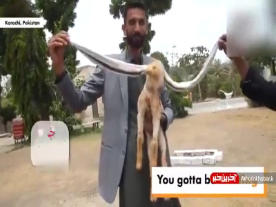 بزغاله‌ای با درازترین گوش در دنیا