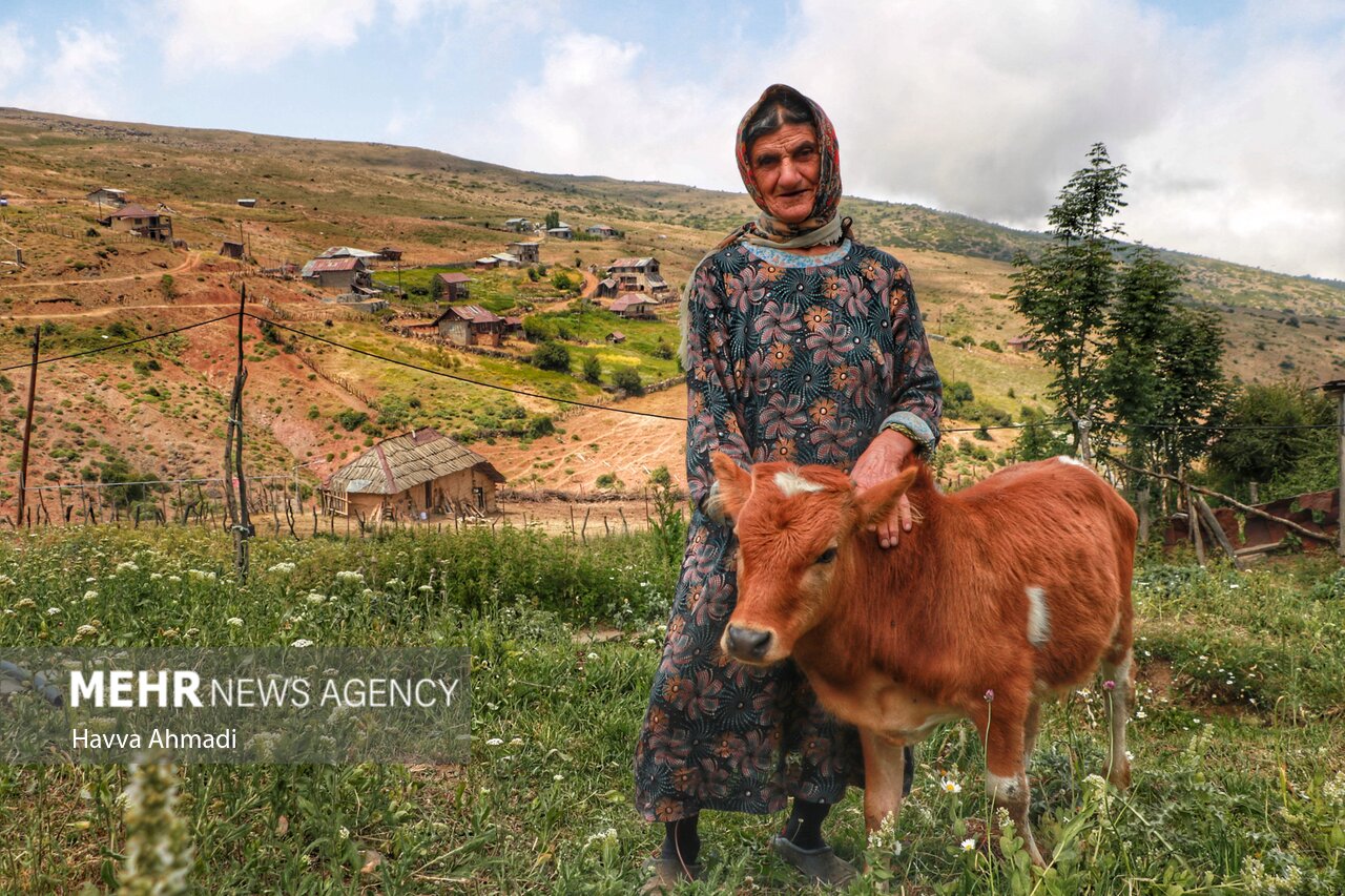 عکس/ دامداری سنتی مازندران