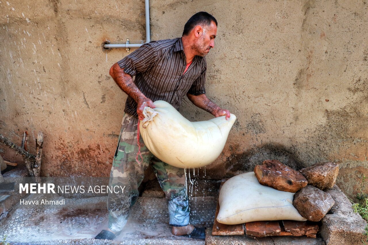 عکس/ دامداری سنتی مازندران