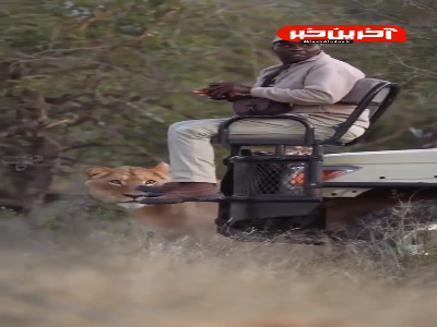 در انتظار برای شکار شیر و غافل از همه جا!