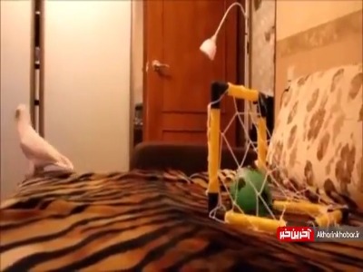 شادی بعد از گل به این میگن