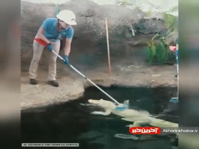 تمساح ها رو اینجوری تمیز میکنن